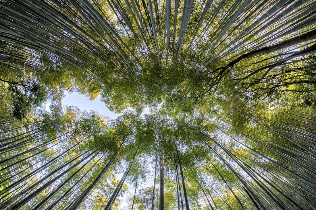 Bamboo, una carezza tutta naturale - Mysanity