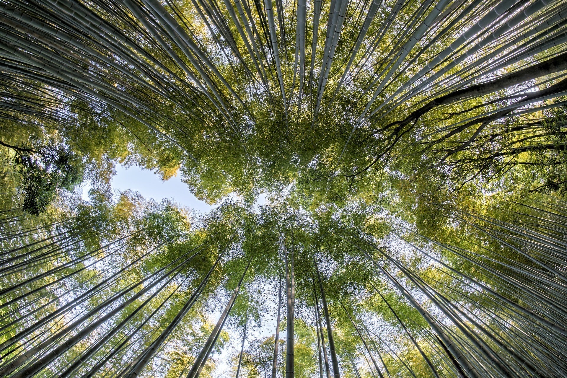 Bamboo, una carezza tutta naturale - Mysanity