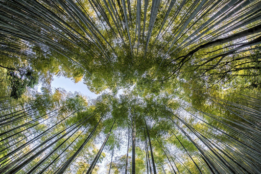 Bamboo, una carezza tutta naturale - Mysanity