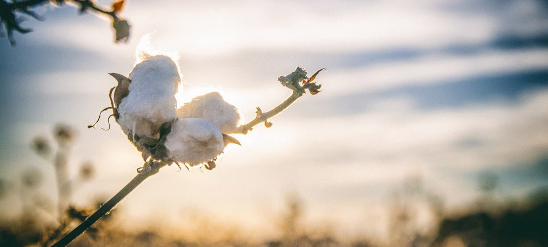 Intimo Premaman Sostenibile: Scopri l'Eleganza Naturale ed Anallergica di Mysanity - Mysanity